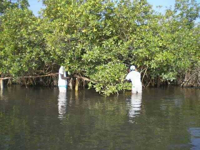 Los manglares protegidos de Niodior